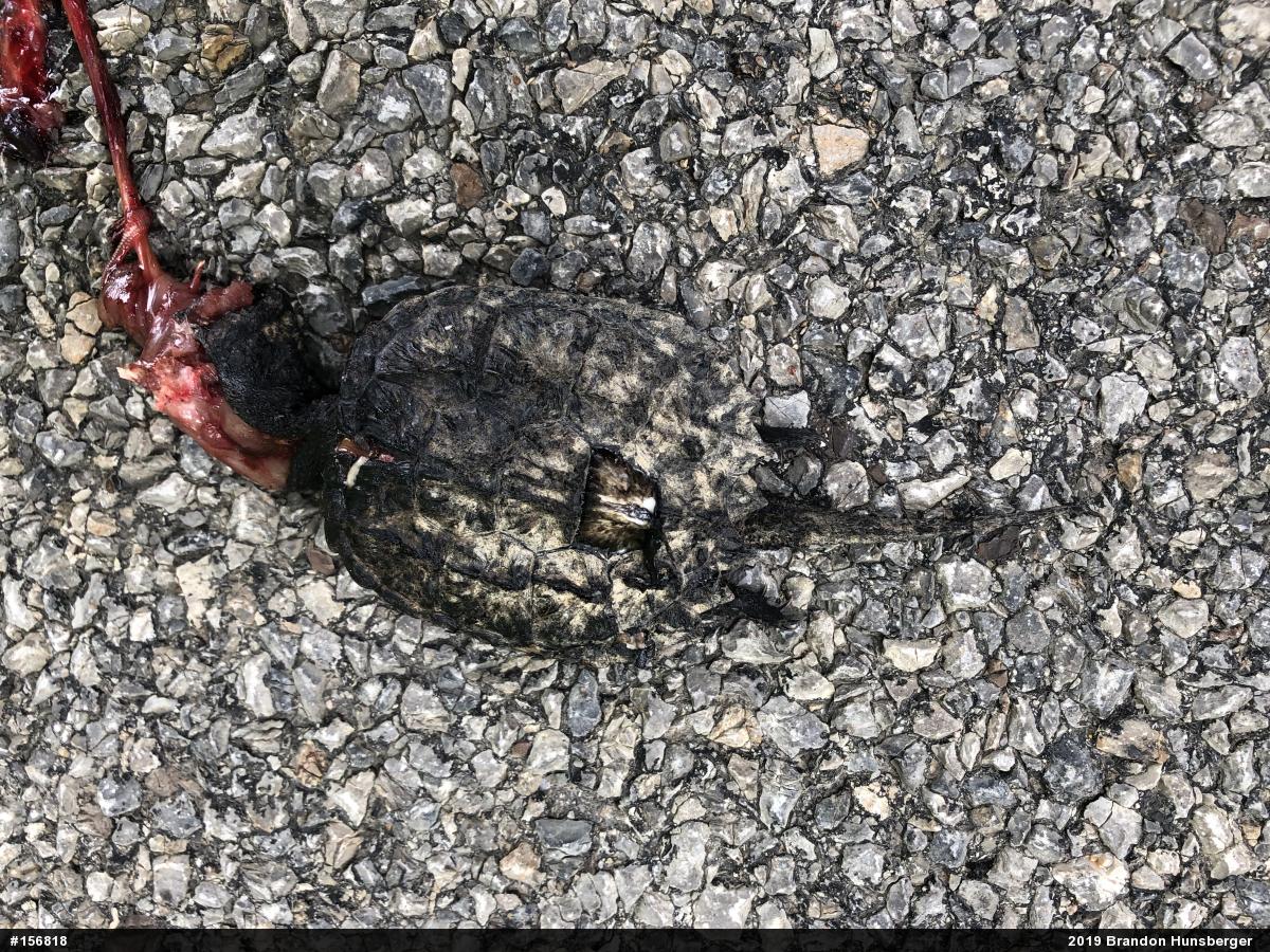 Snapping Turtle