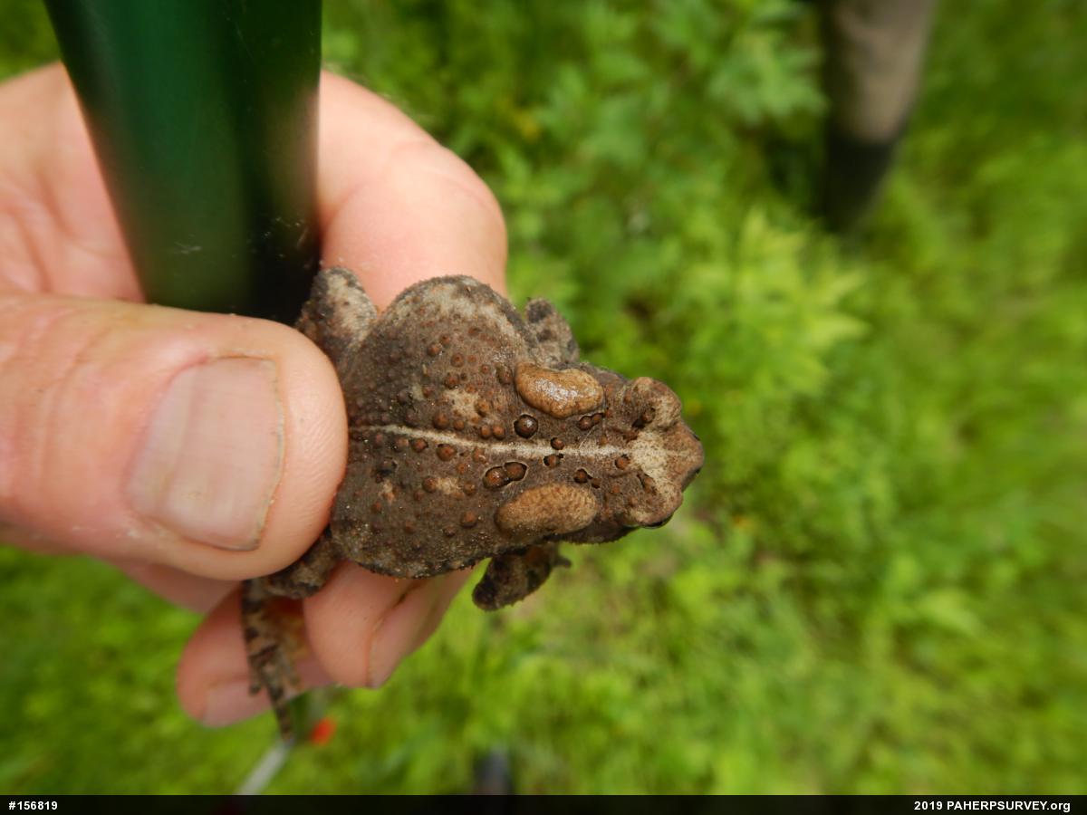 Eastern American Toad