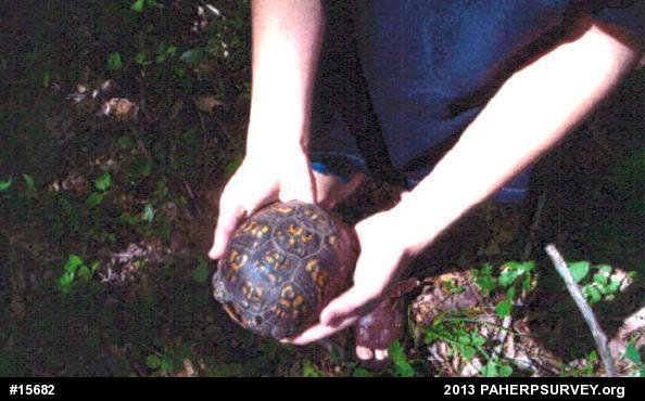 Eastern Box Turtle