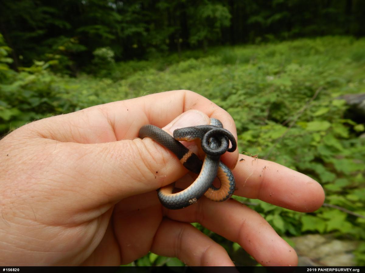 Northern Ring-necked Snake