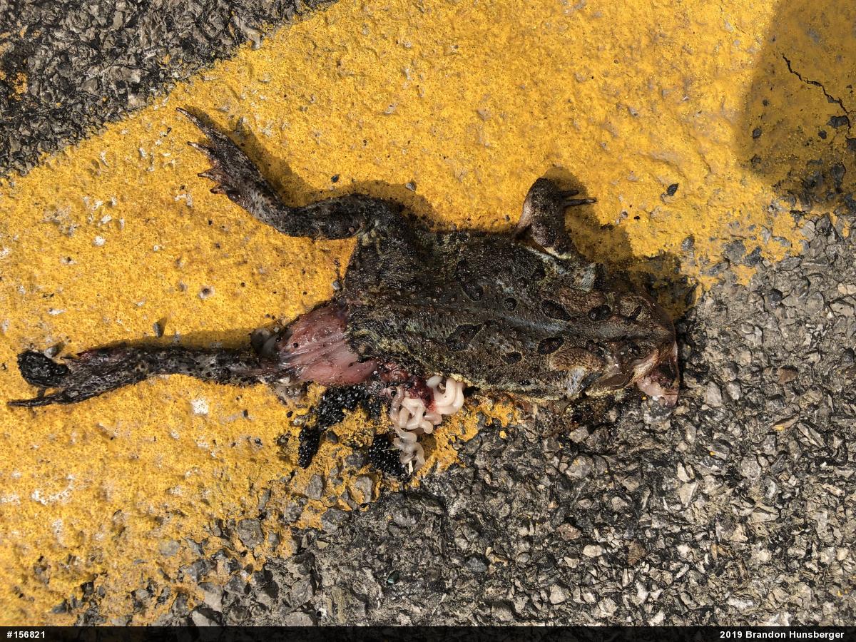 Eastern American Toad