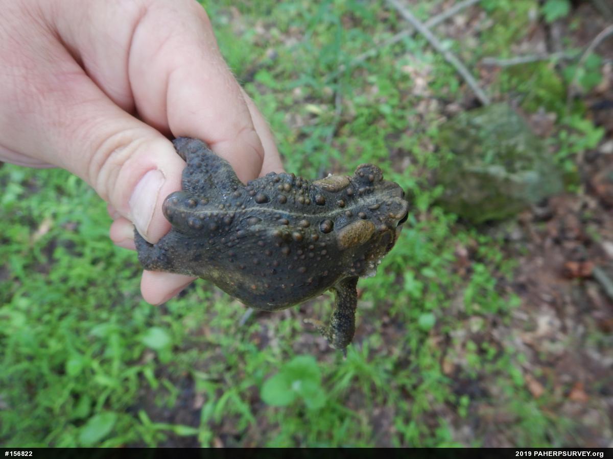 Eastern American Toad