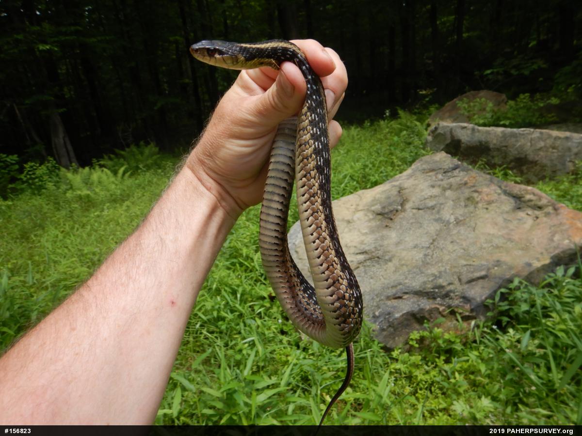 Eastern Gartersnake