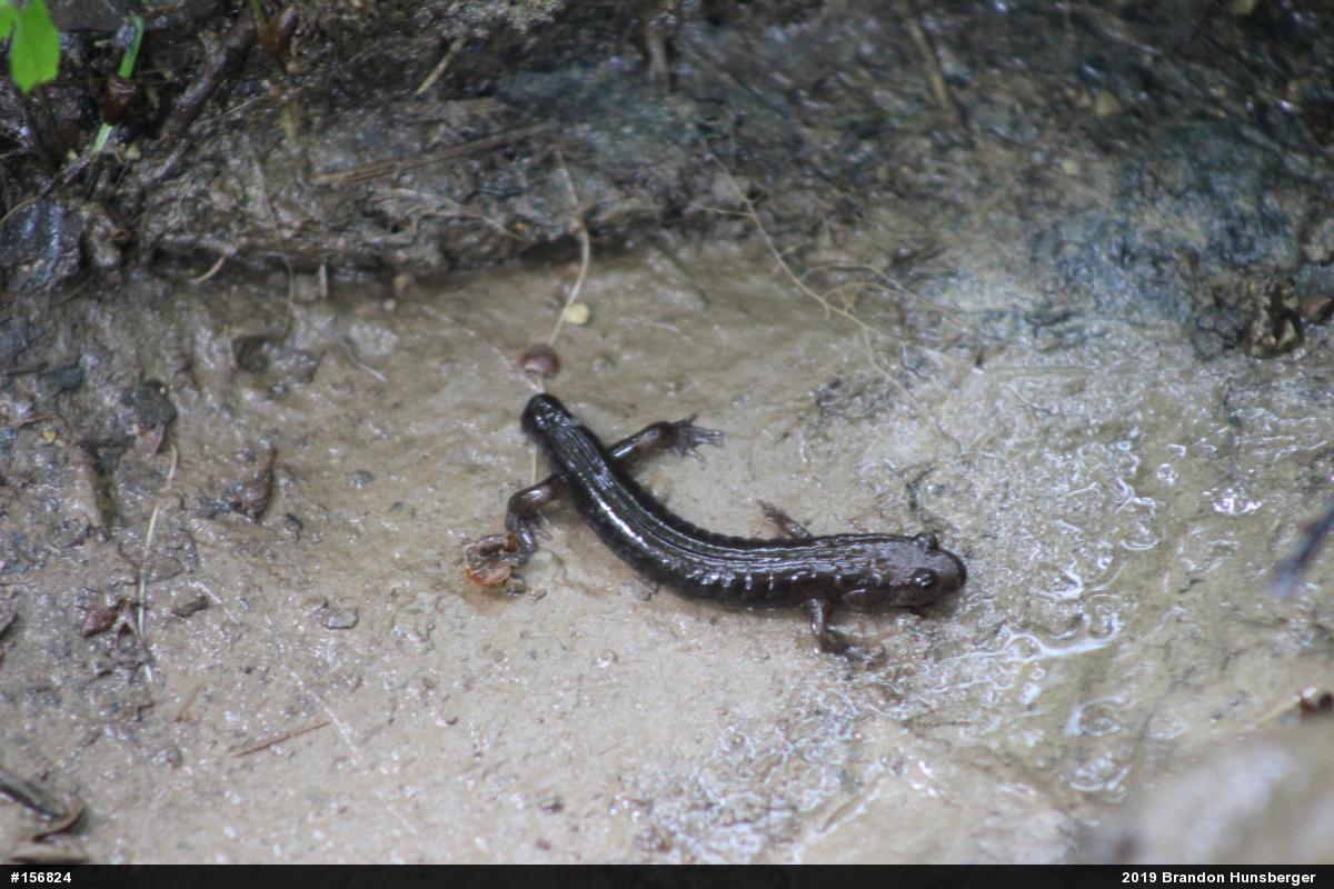 Allegheny Mountain Dusky Salamander