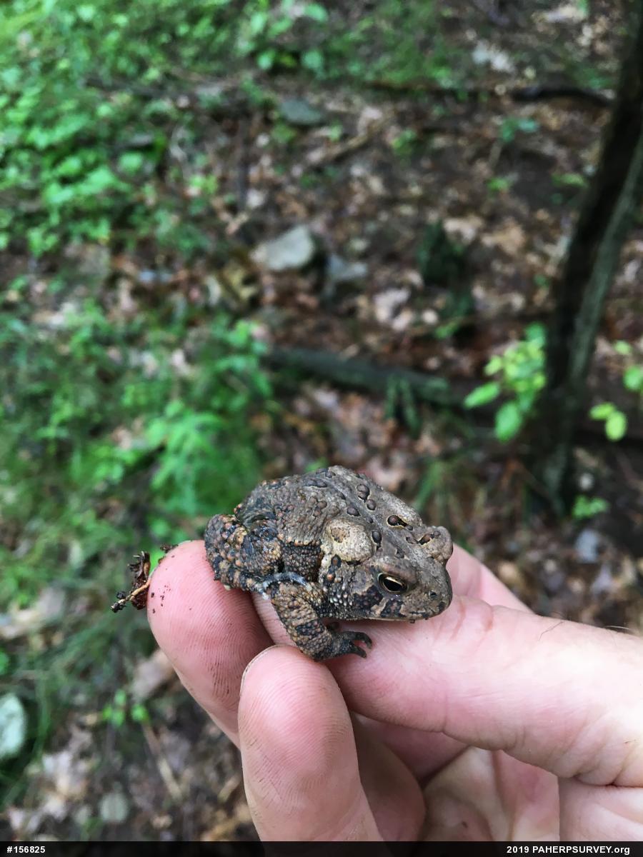 Eastern American Toad