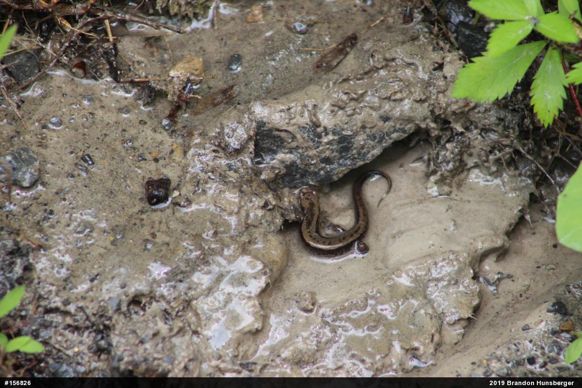 Allegheny Mountain Dusky Salamander