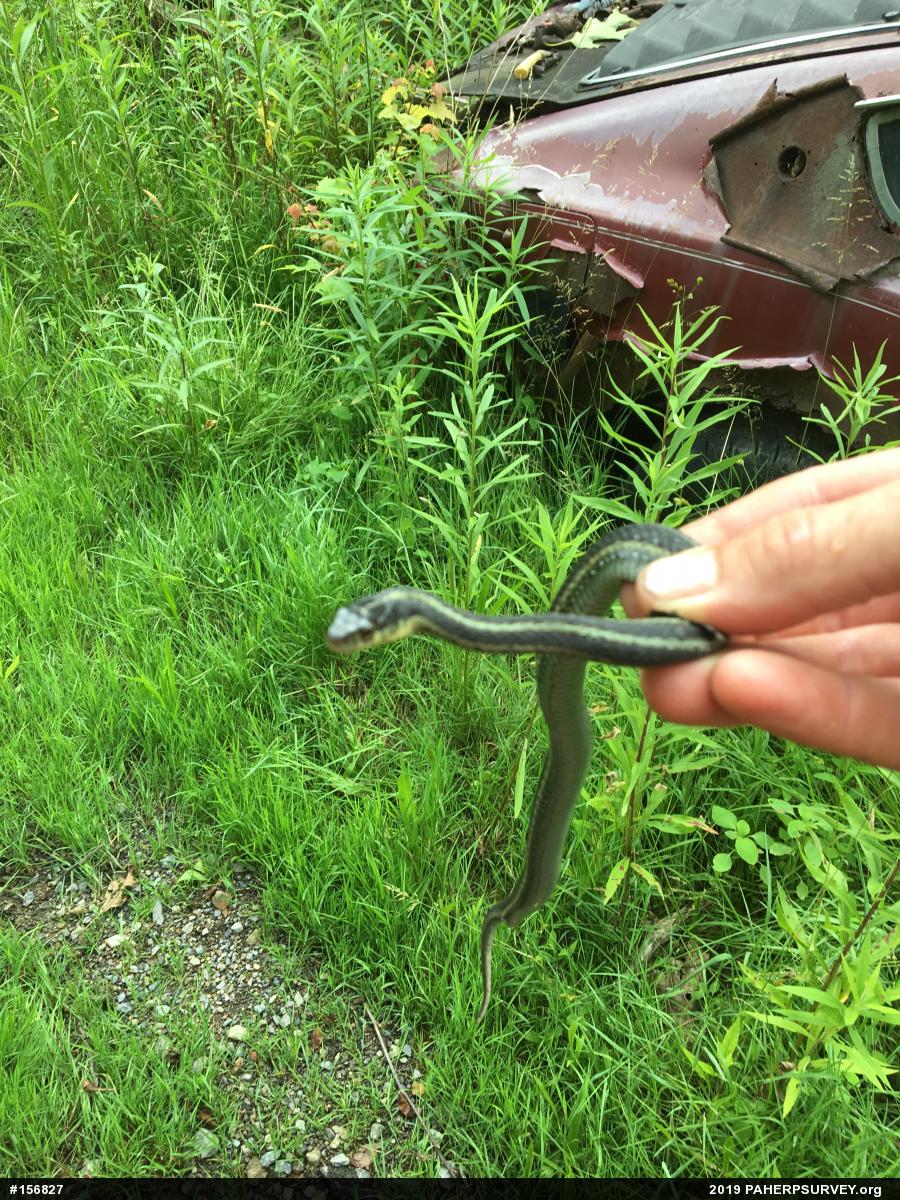 Eastern Gartersnake