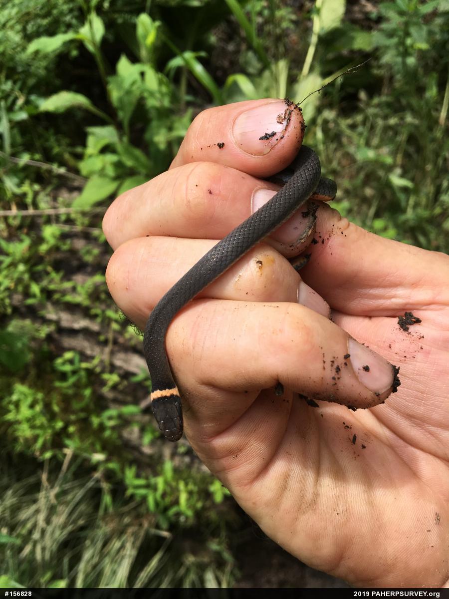 Northern Ring-necked Snake