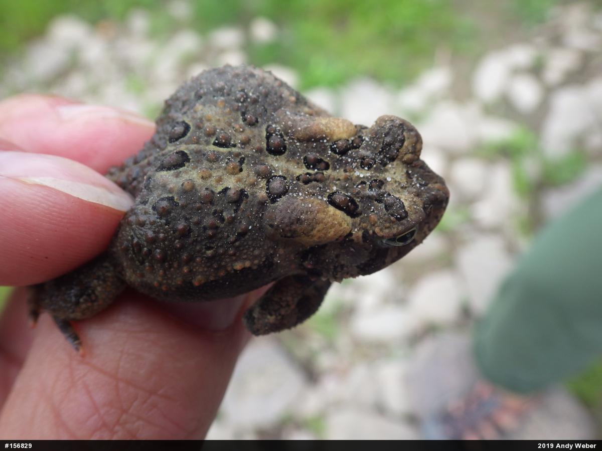 Eastern American Toad