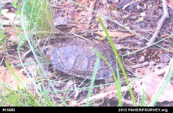 Wood Turtle