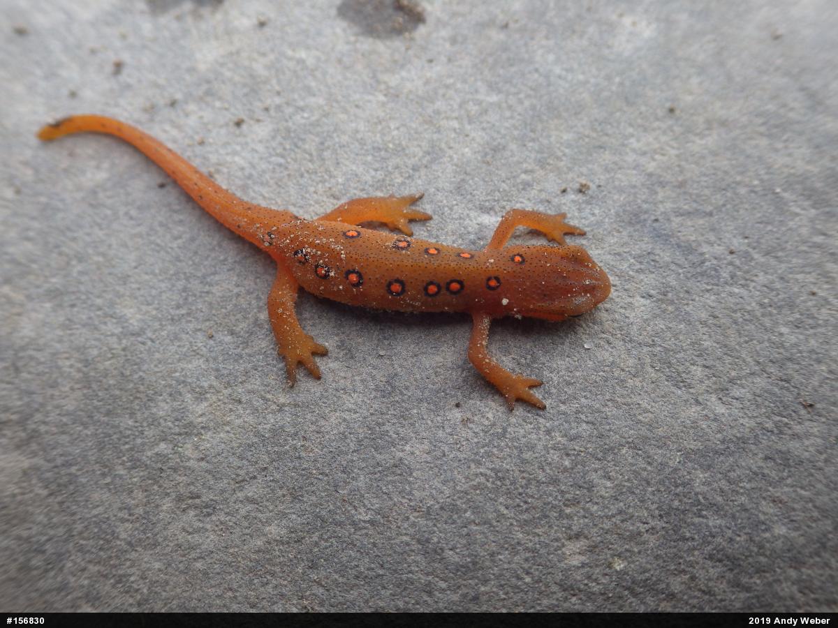Red-spotted Newt