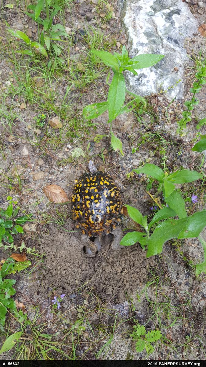 Eastern Box Turtle