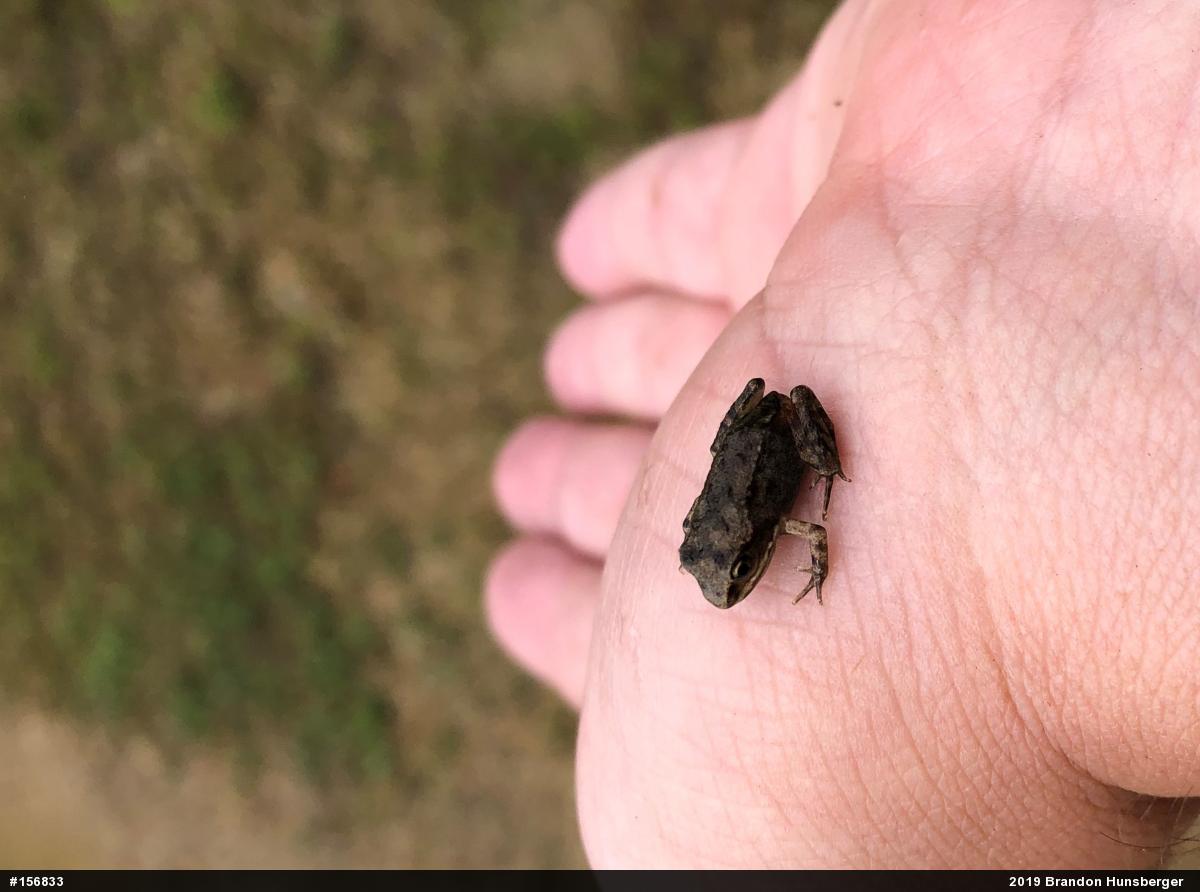 Wood Frog