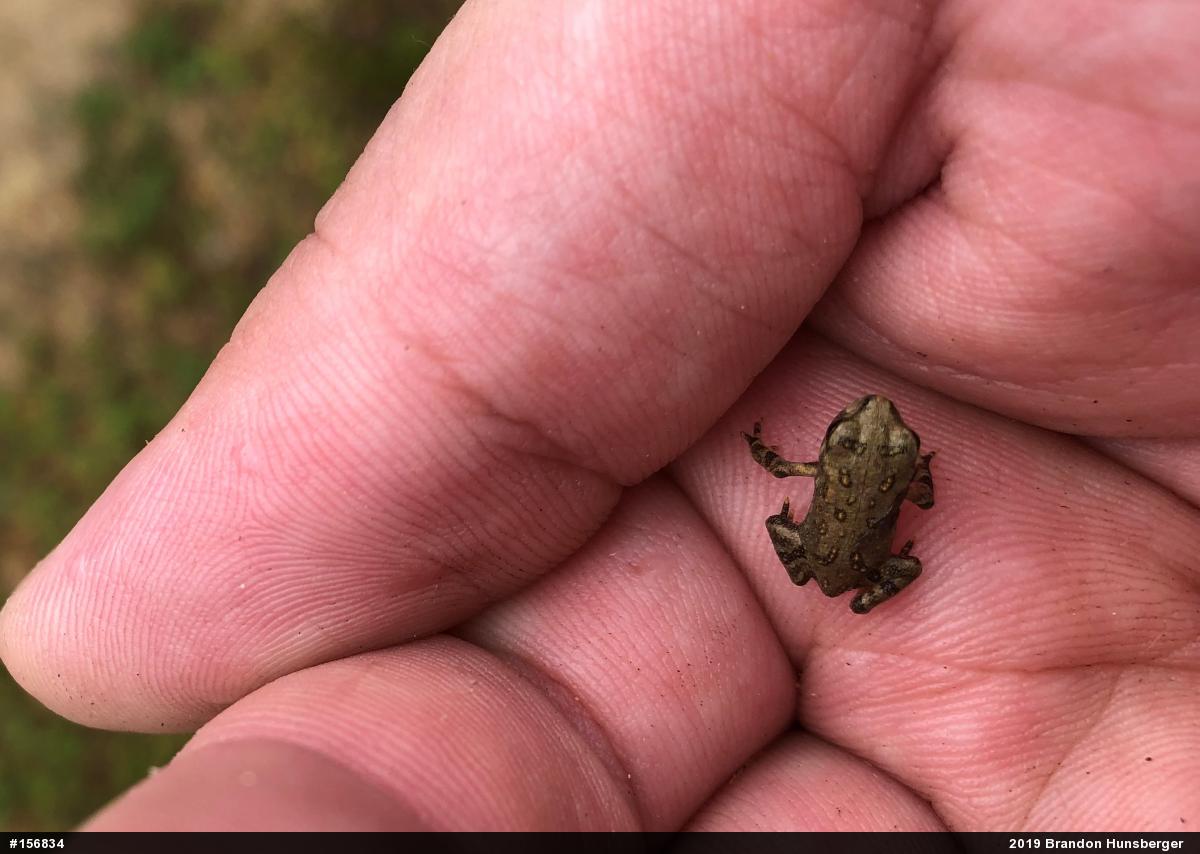 Eastern American Toad