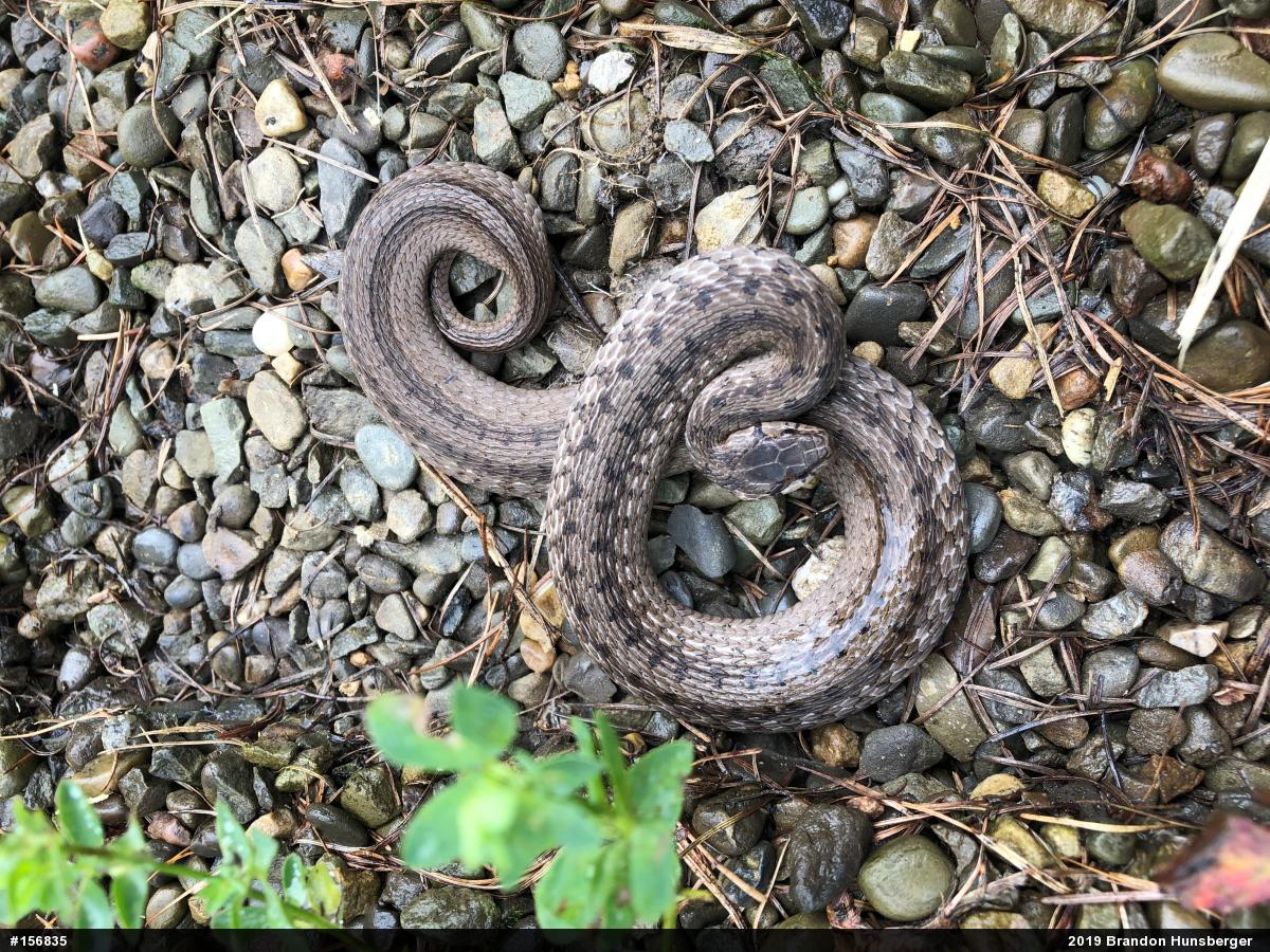 Dekay's Brownsnake
