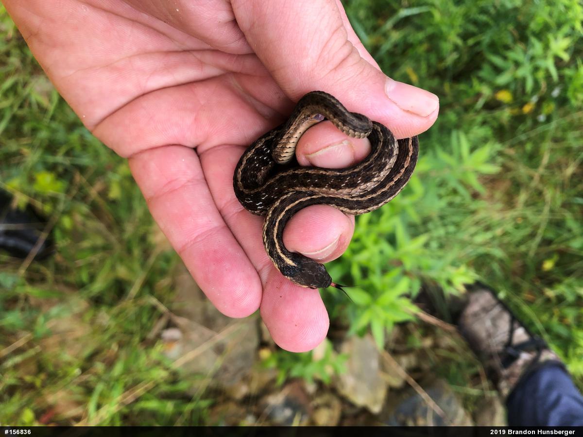 Eastern Gartersnake