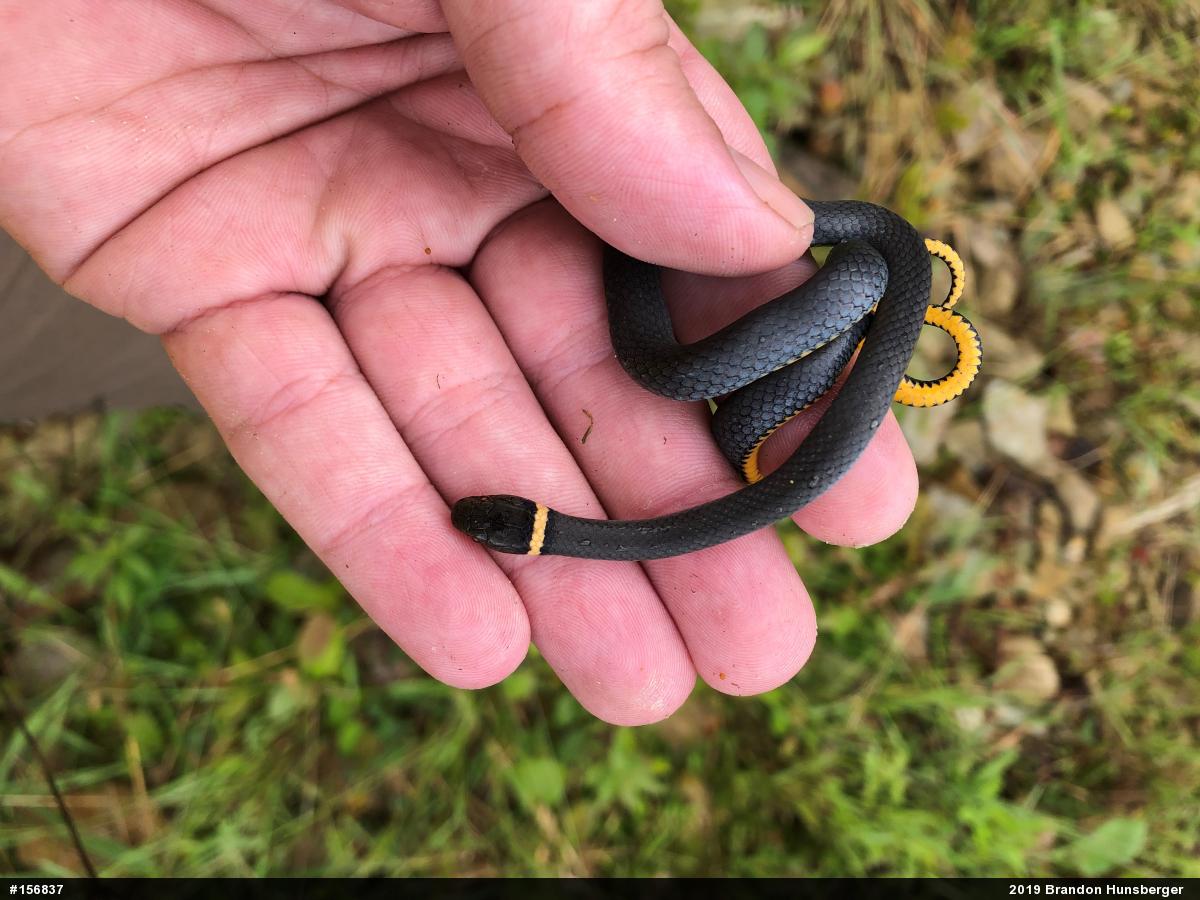 Northern Ring-necked Snake