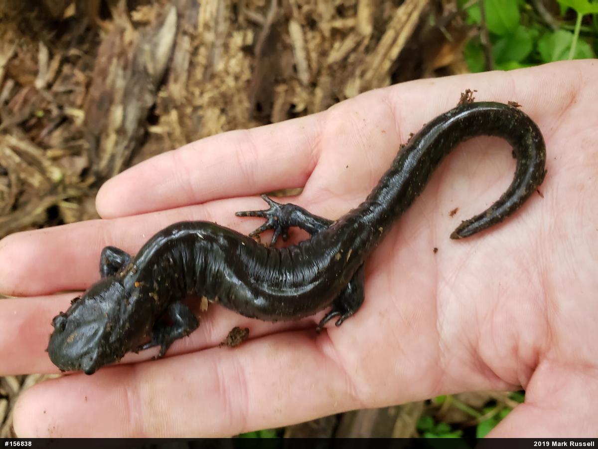 Jefferson Salamander
