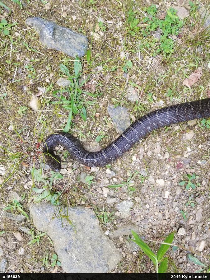 Northern Watersnake