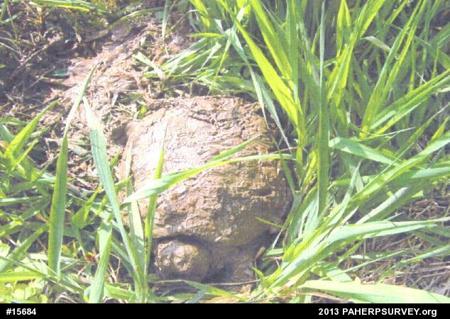 Snapping Turtle