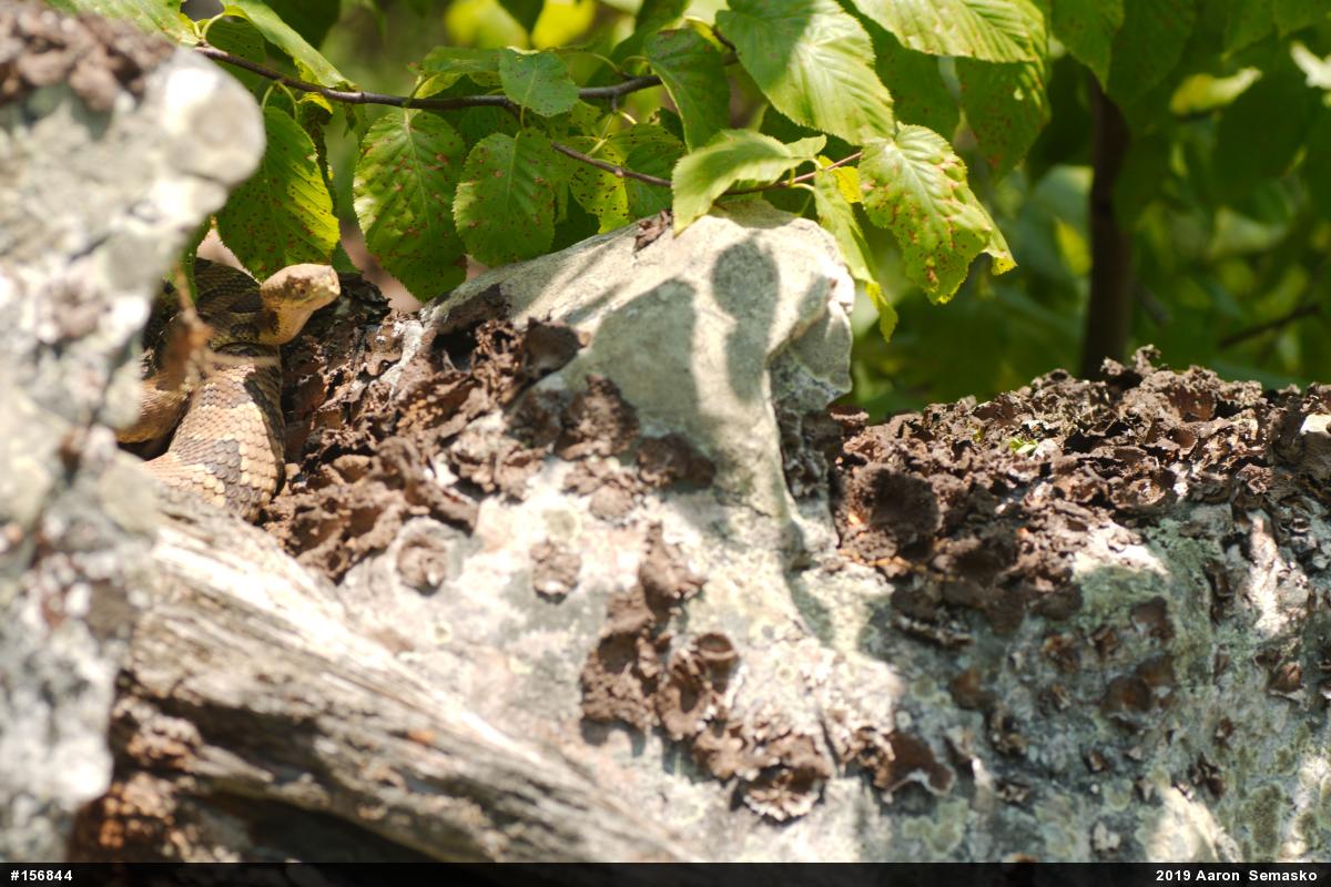Timber Rattlesnake