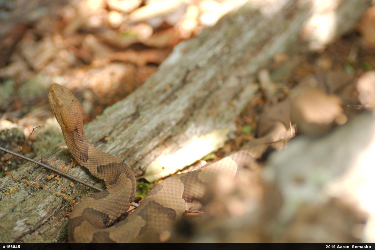 Northern Copperhead