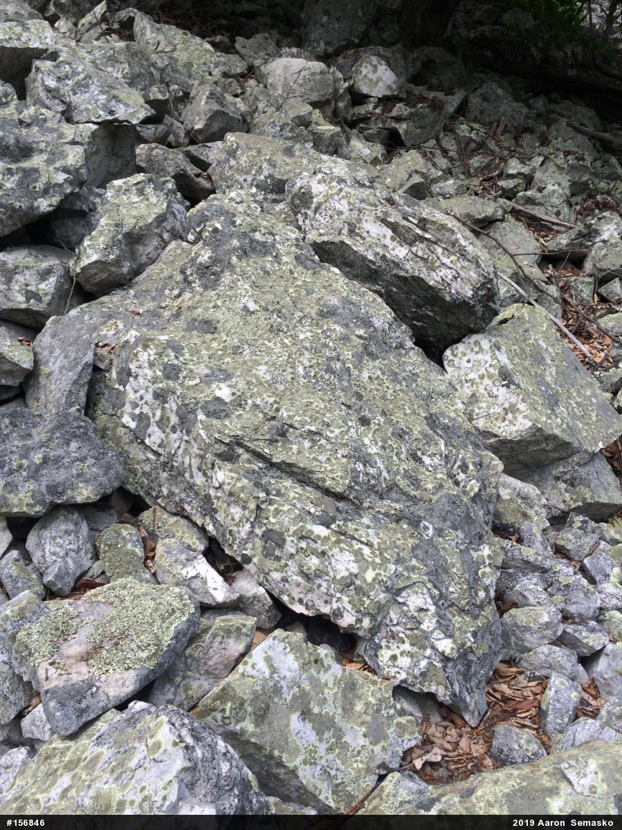 Timber Rattlesnake