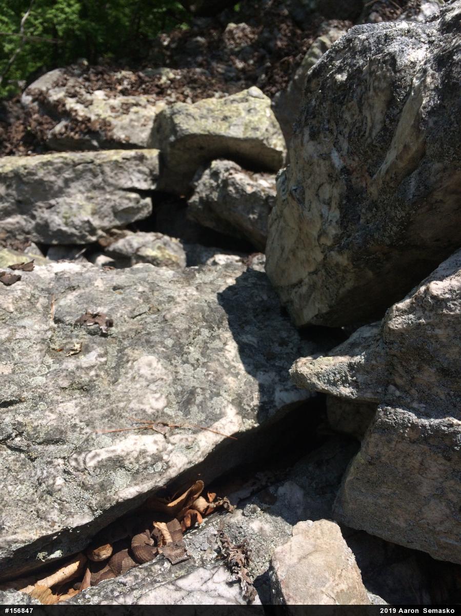 Northern Copperhead