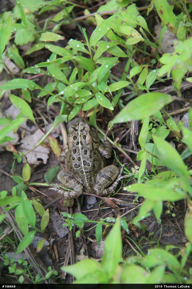 Fowler's Toad