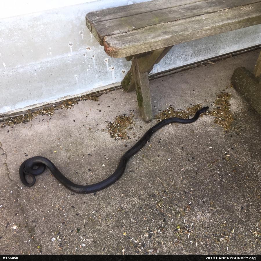 Eastern Ratsnake