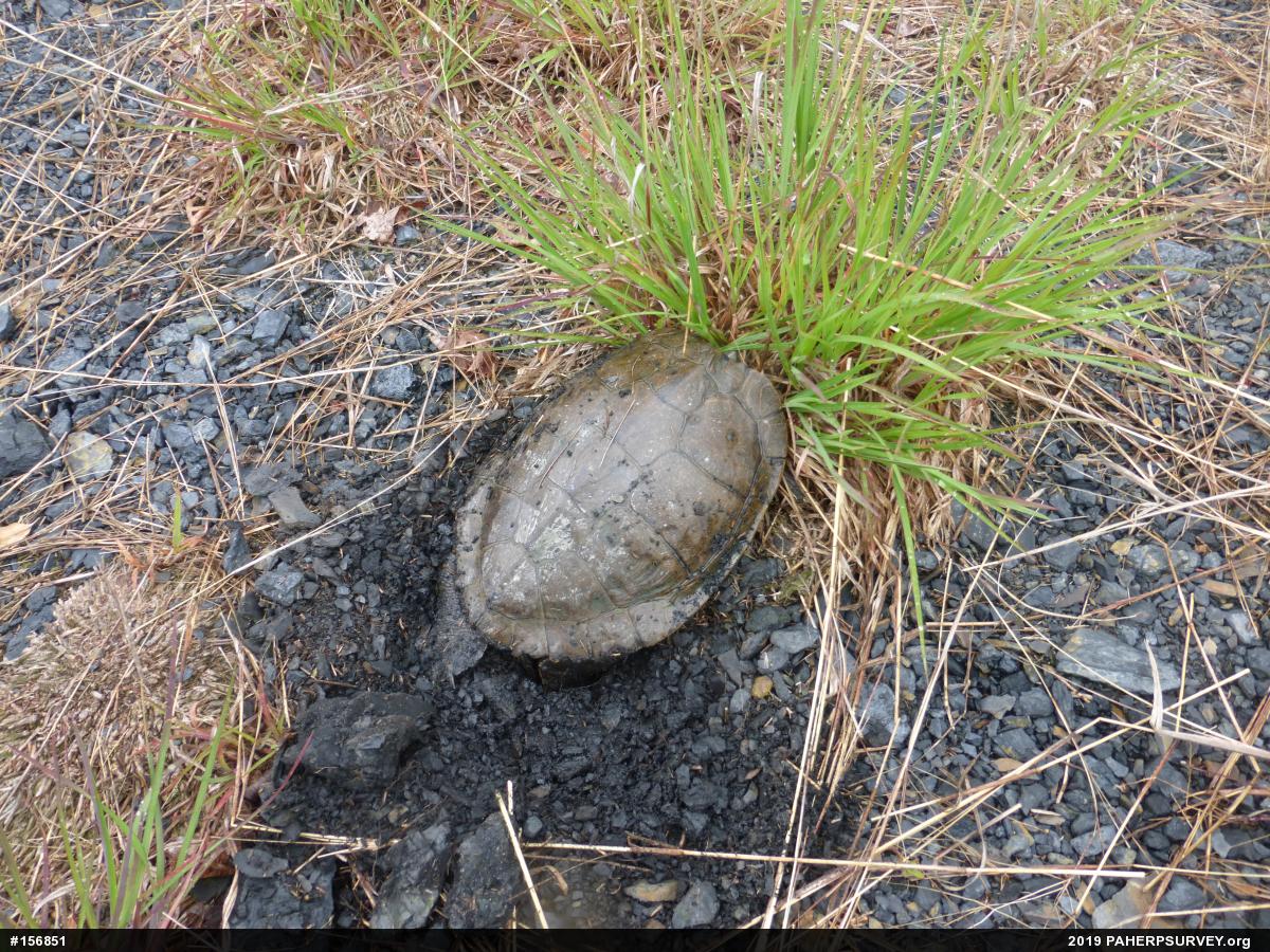 Northern Map Turtle