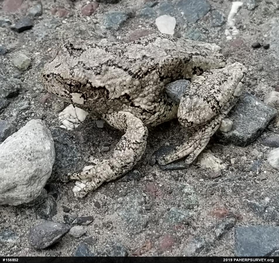 Unknown Gray Treefrog