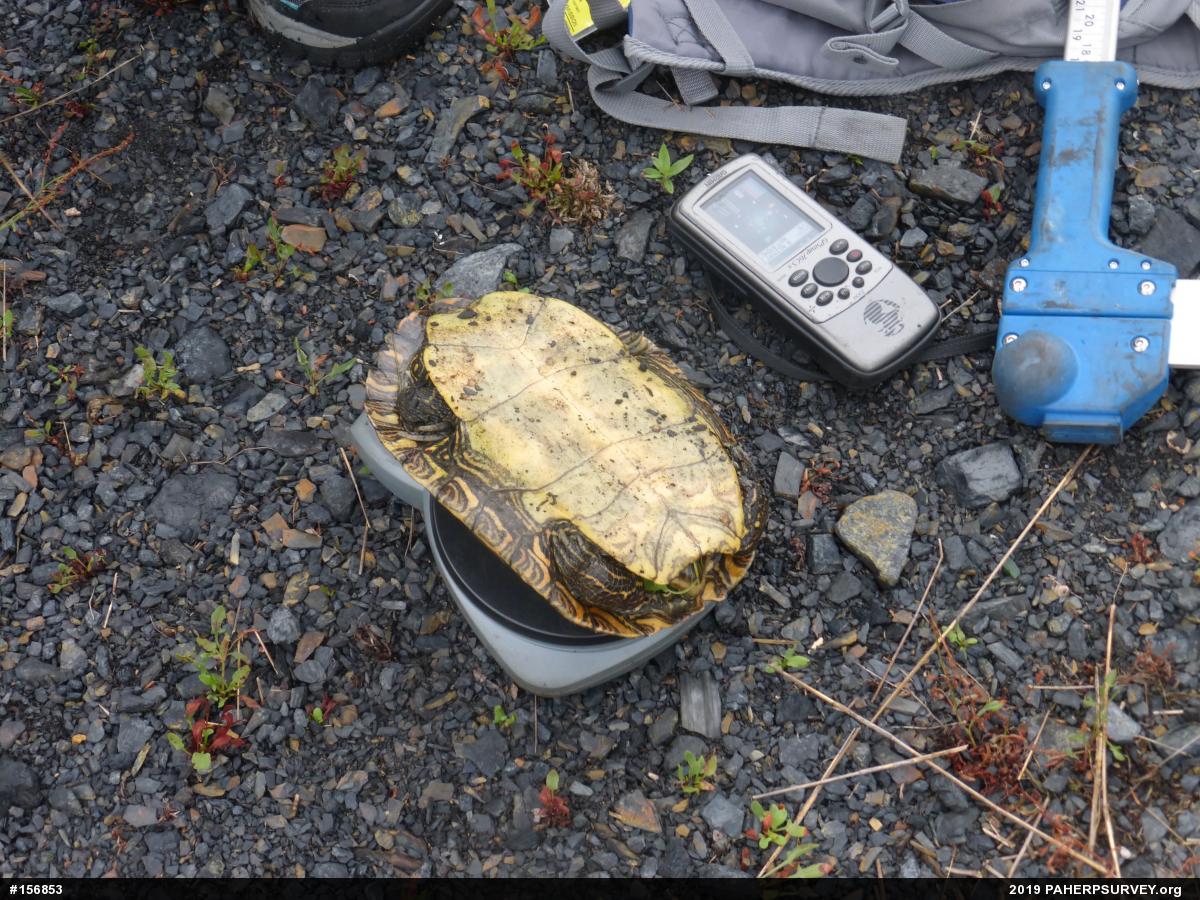 Northern Map Turtle