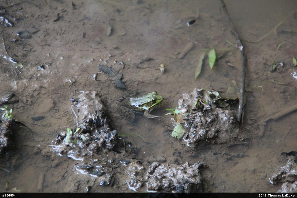 Green Frog