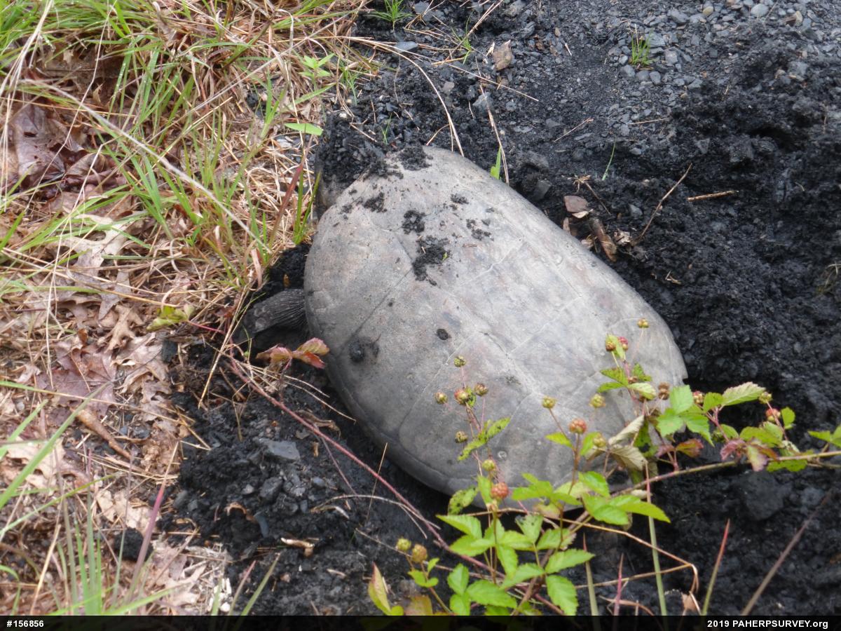 Snapping Turtle