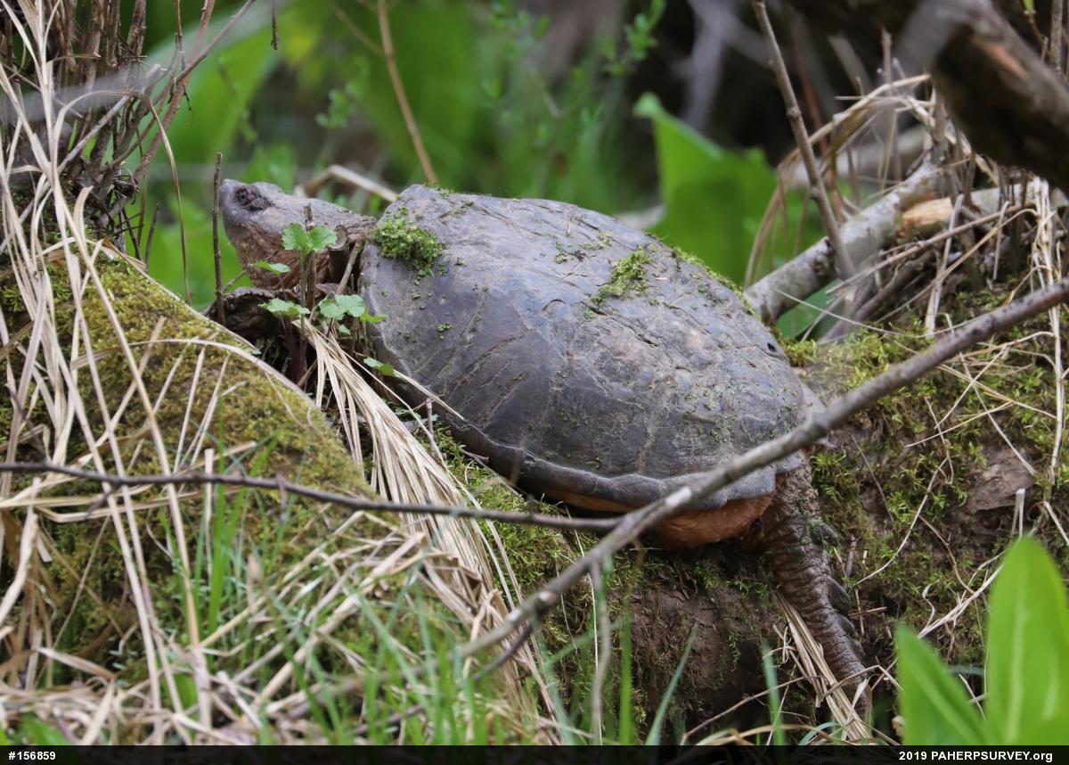 Snapping Turtle