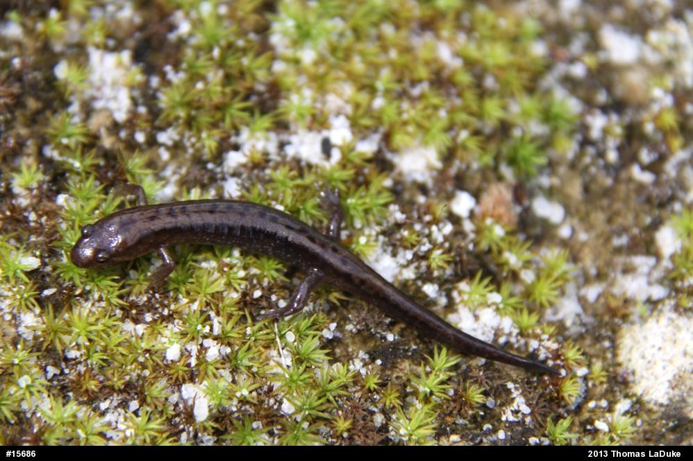 Allegheny Mountain Dusky Salamander