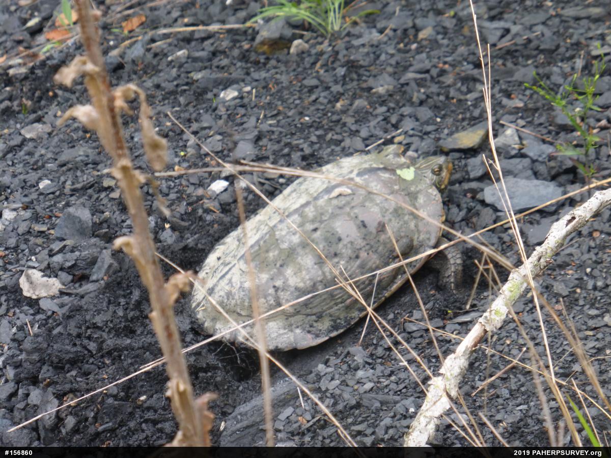 Northern Map Turtle