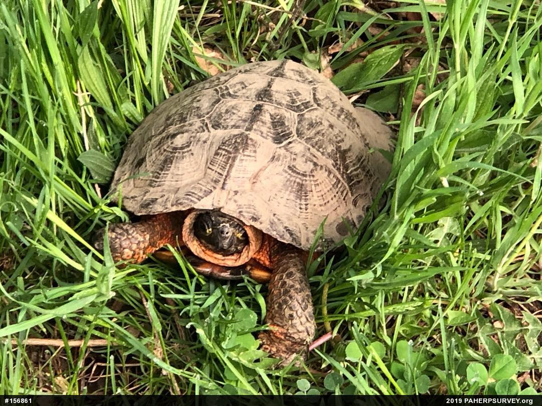 Wood Turtle