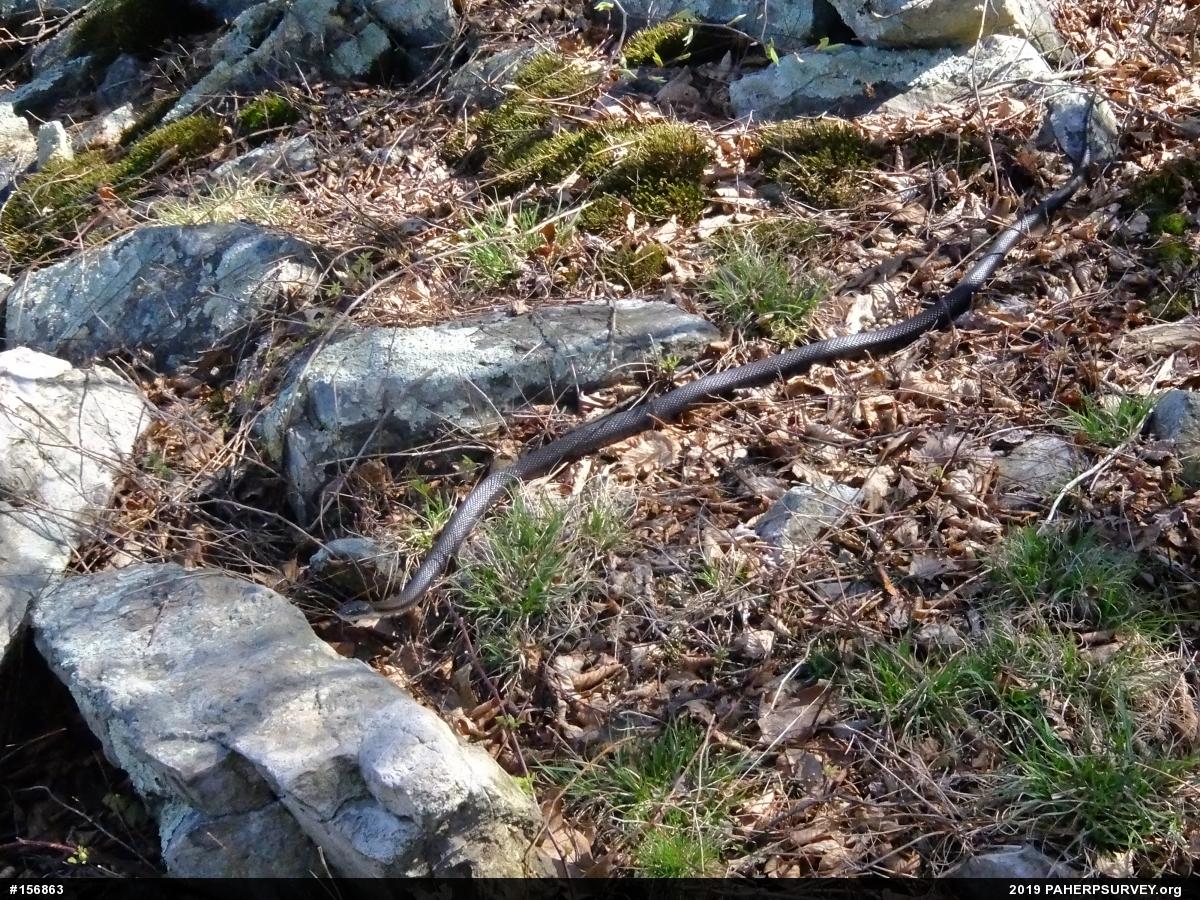 Eastern Ratsnake