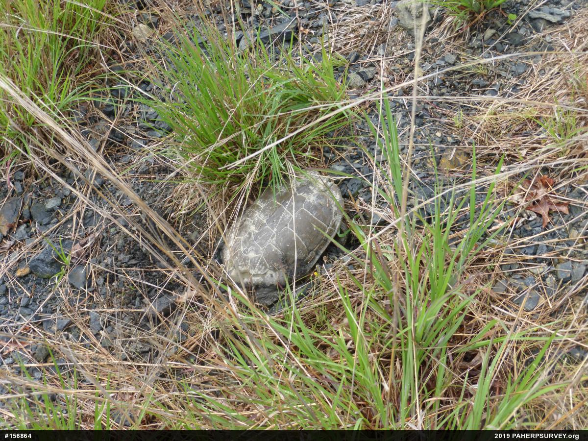 Northern Map Turtle
