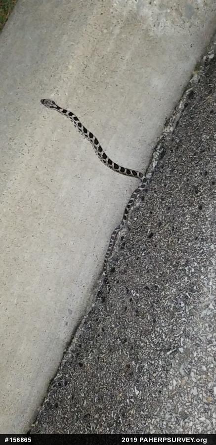 Eastern Ratsnake