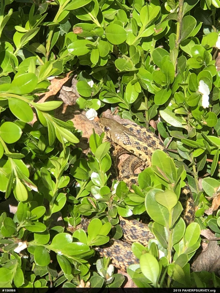 Eastern Gartersnake