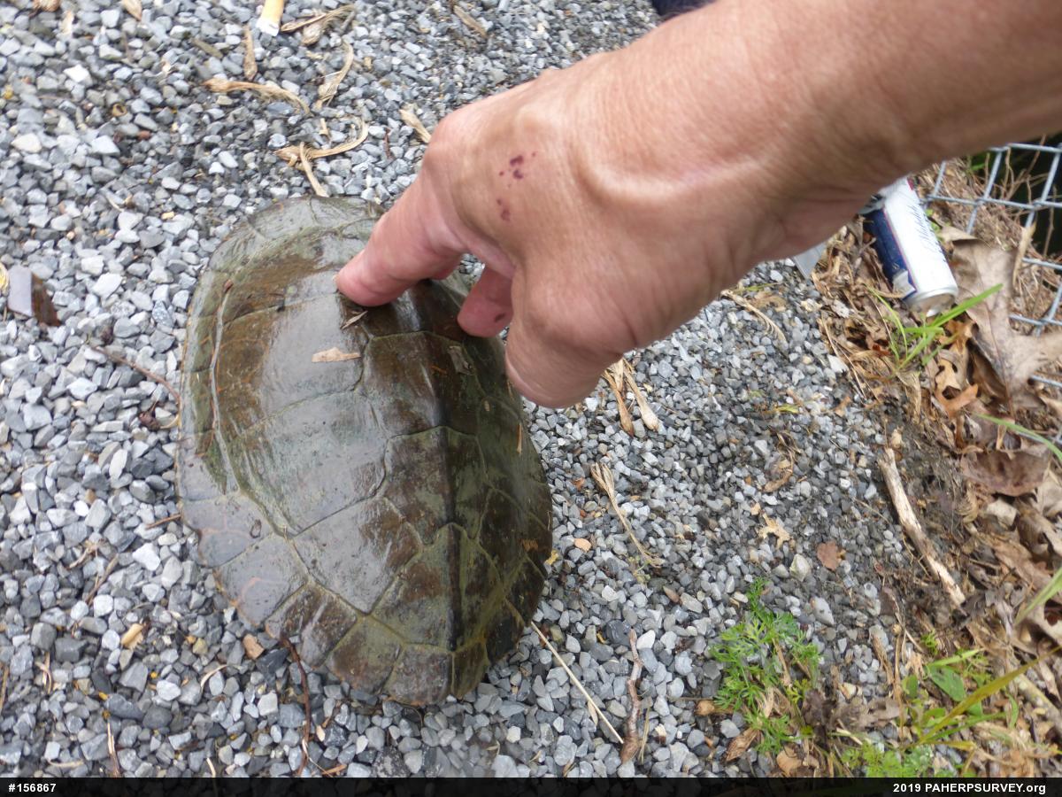 Northern Map Turtle