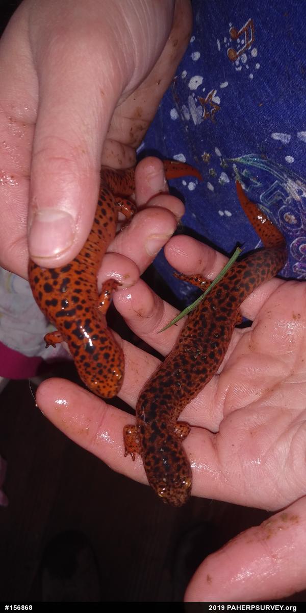 Northern Red Salamander