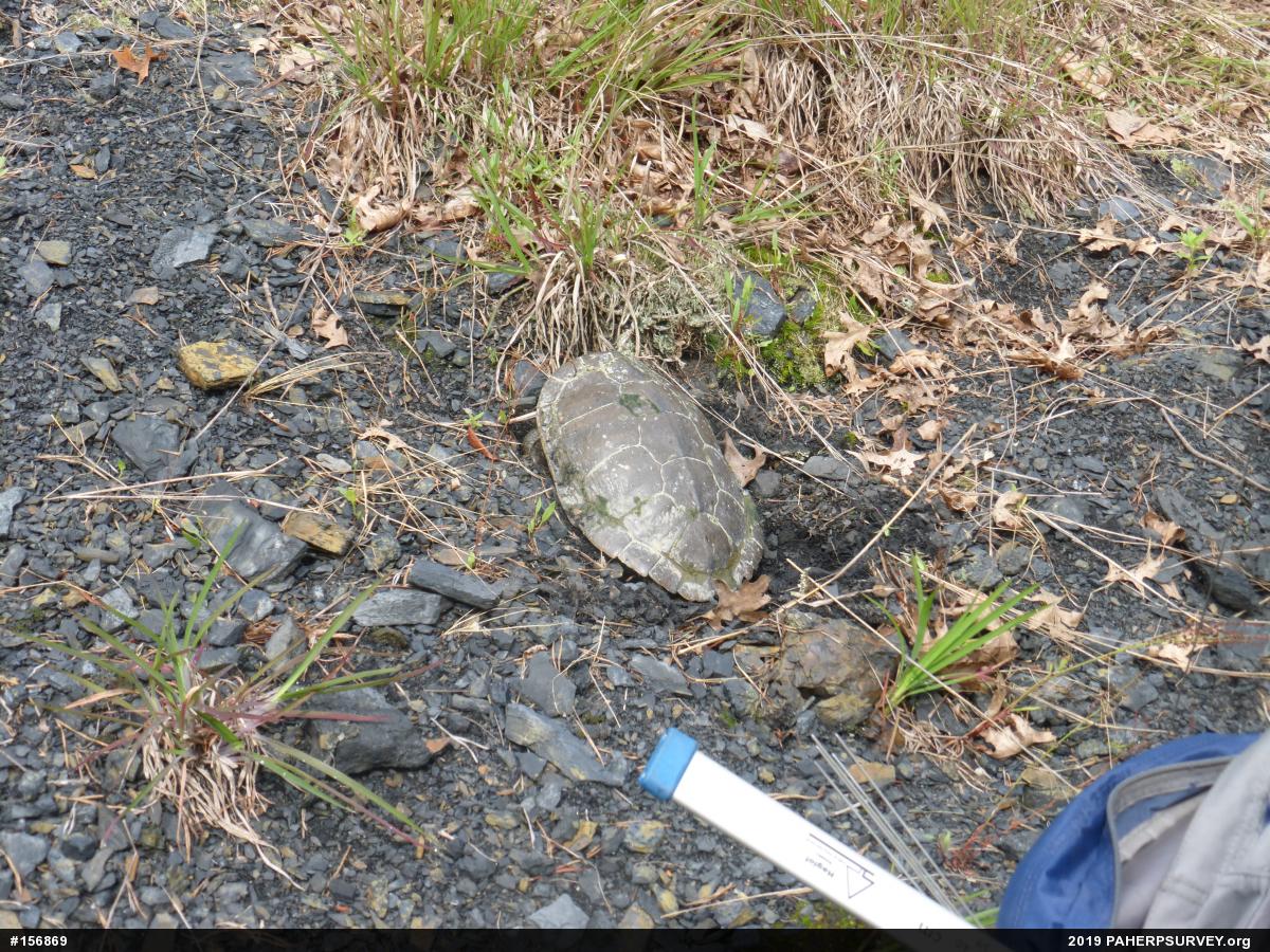 Northern Map Turtle