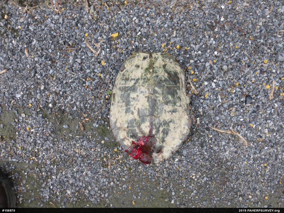 Northern Map Turtle