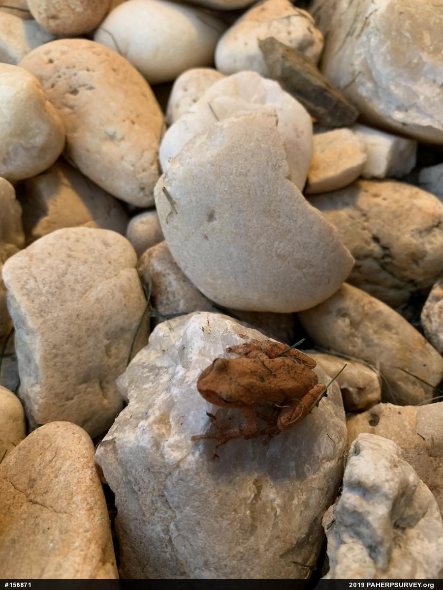 Spring Peeper