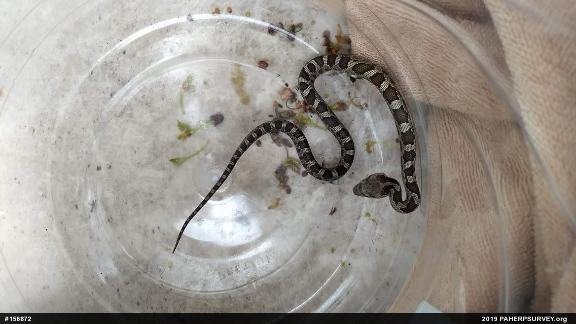 Eastern Ratsnake
