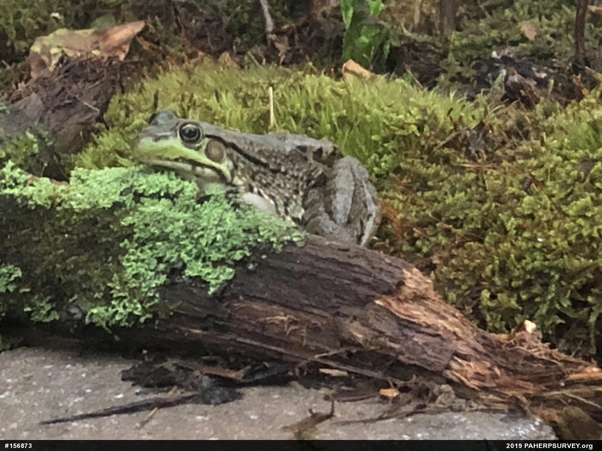 Green Frog